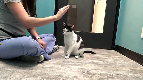 First High Five Session with Jax @CatCafeLounge